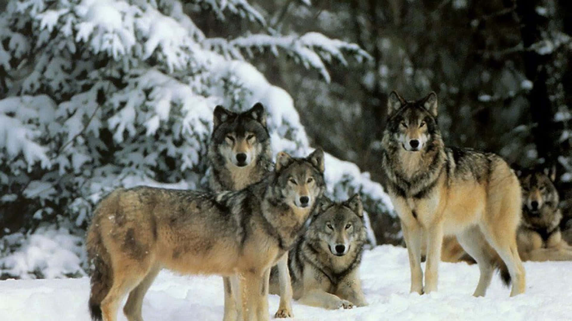 “watching Over Their Pack - Cute Wolves Enjoying The Nature” Background