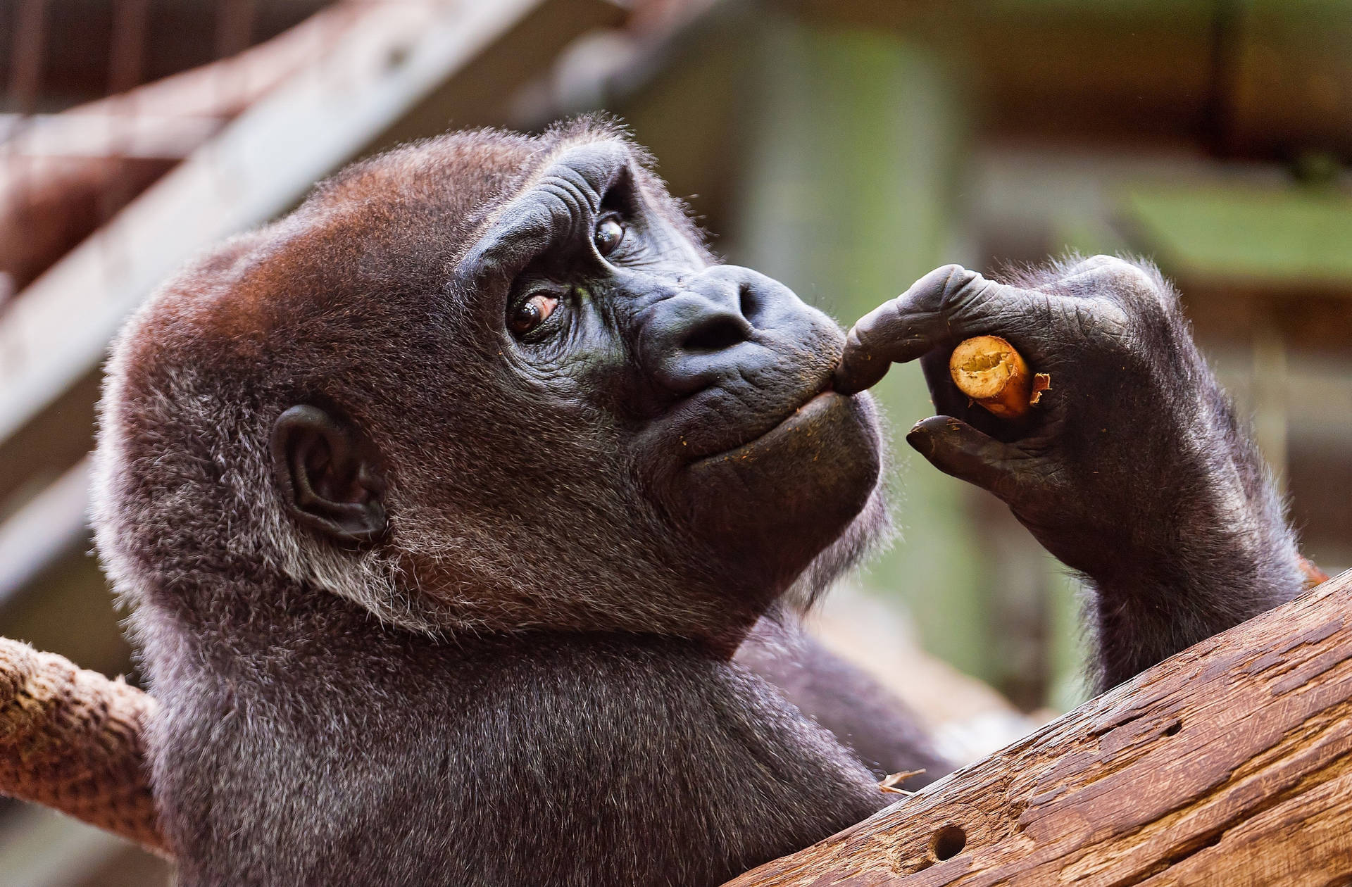 Watching You Work From The Background - Gorilla Desktop Background