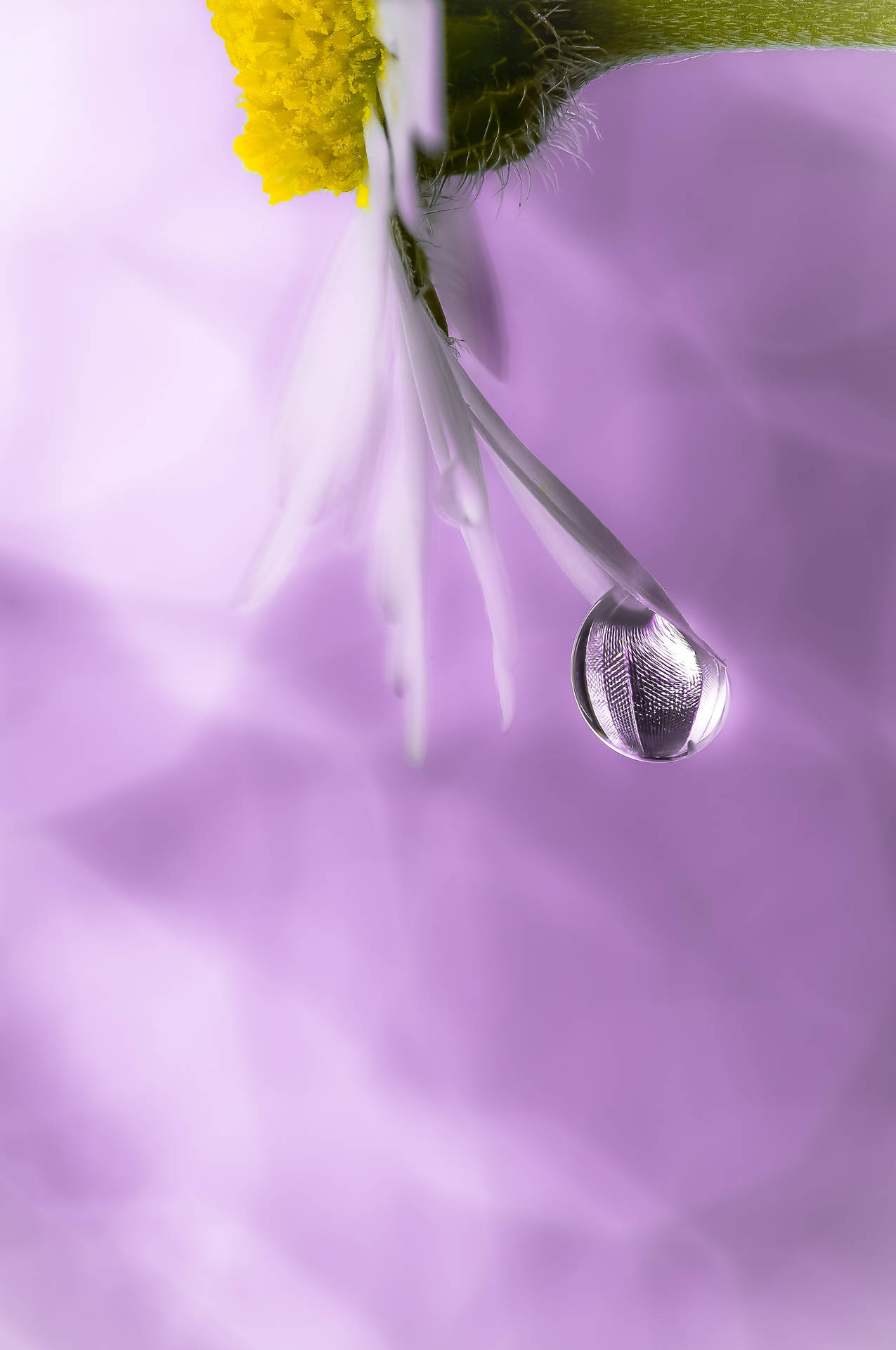 Water Droplet Flower Petal Android