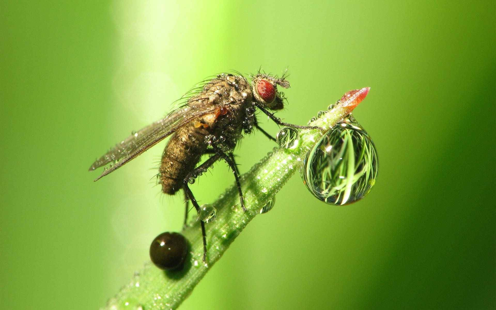 Water Droplet Fly