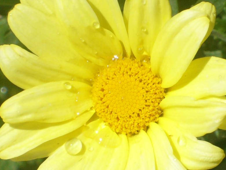 Water Droplet On A Sunflower Background