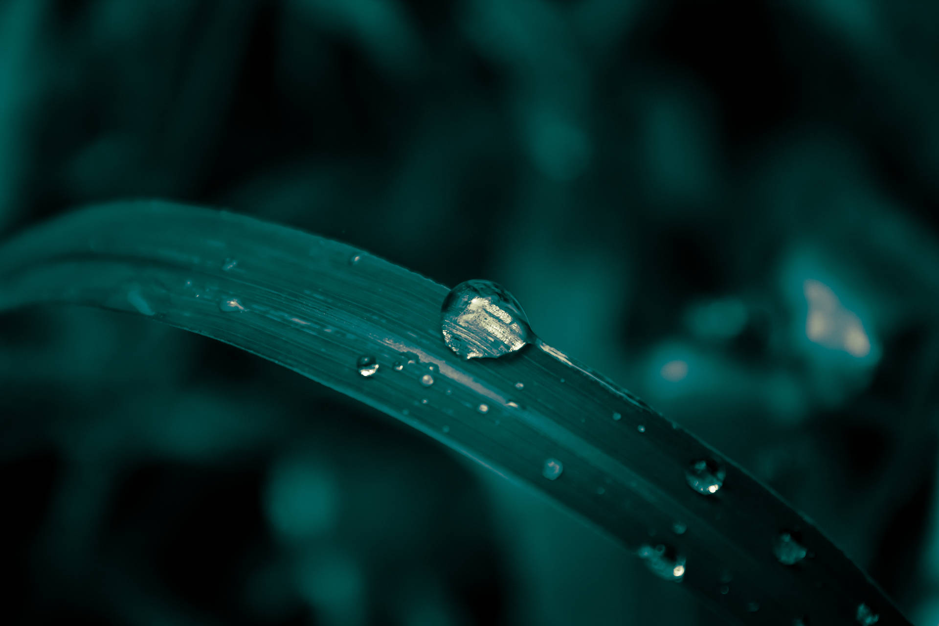 Water Droplet On Leaf Background