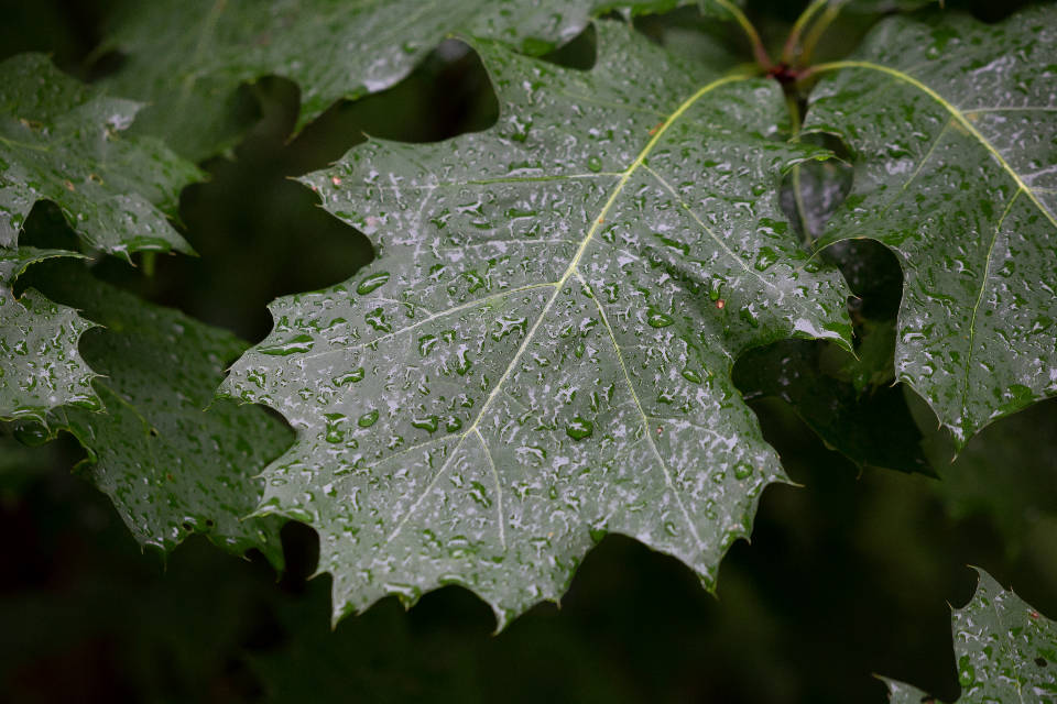 Water Droplets After Rain Background