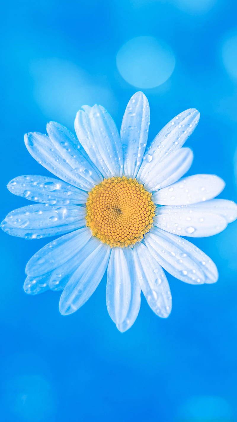 Water Droplets And White Daisy Iphone Background