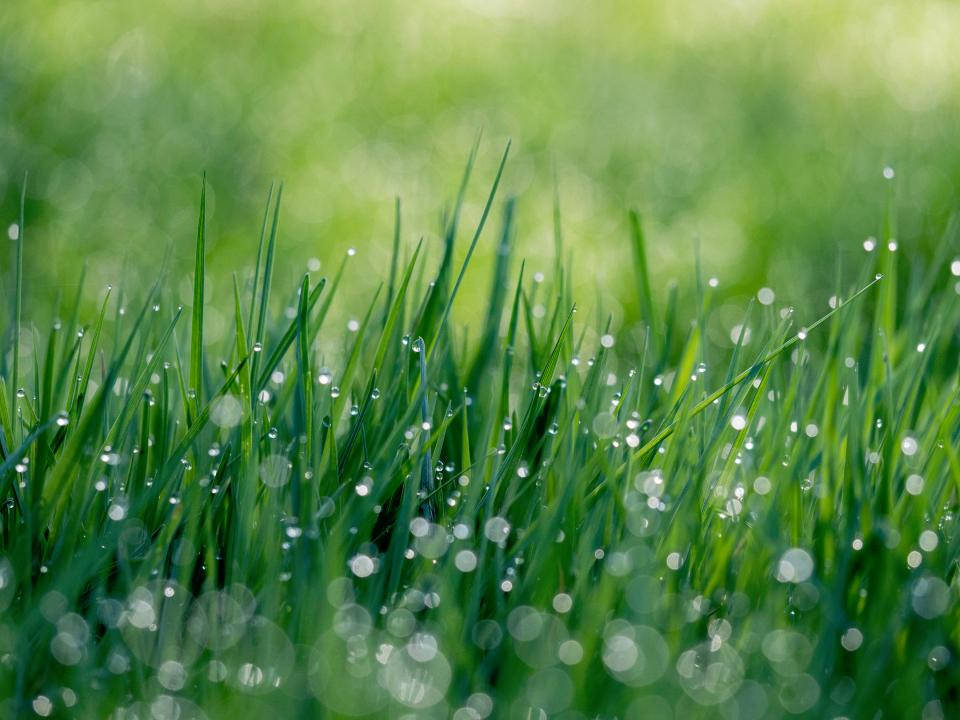 Water Droplets As Morning Dew Background