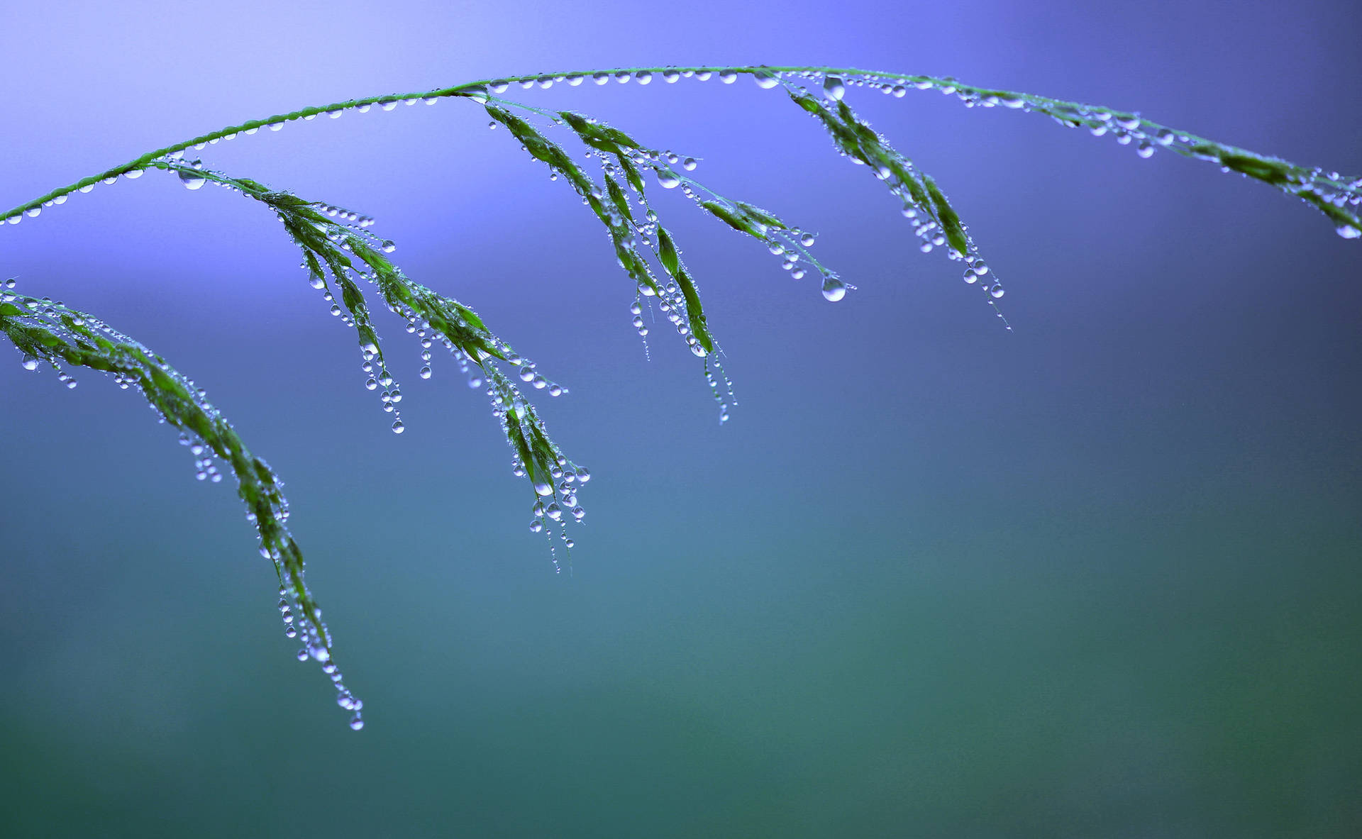 Water Droplets Falling From The Leaves Background