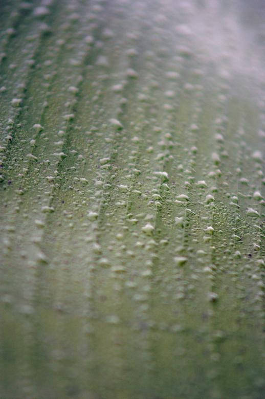 Water Droplets Following Leaf Lines Background