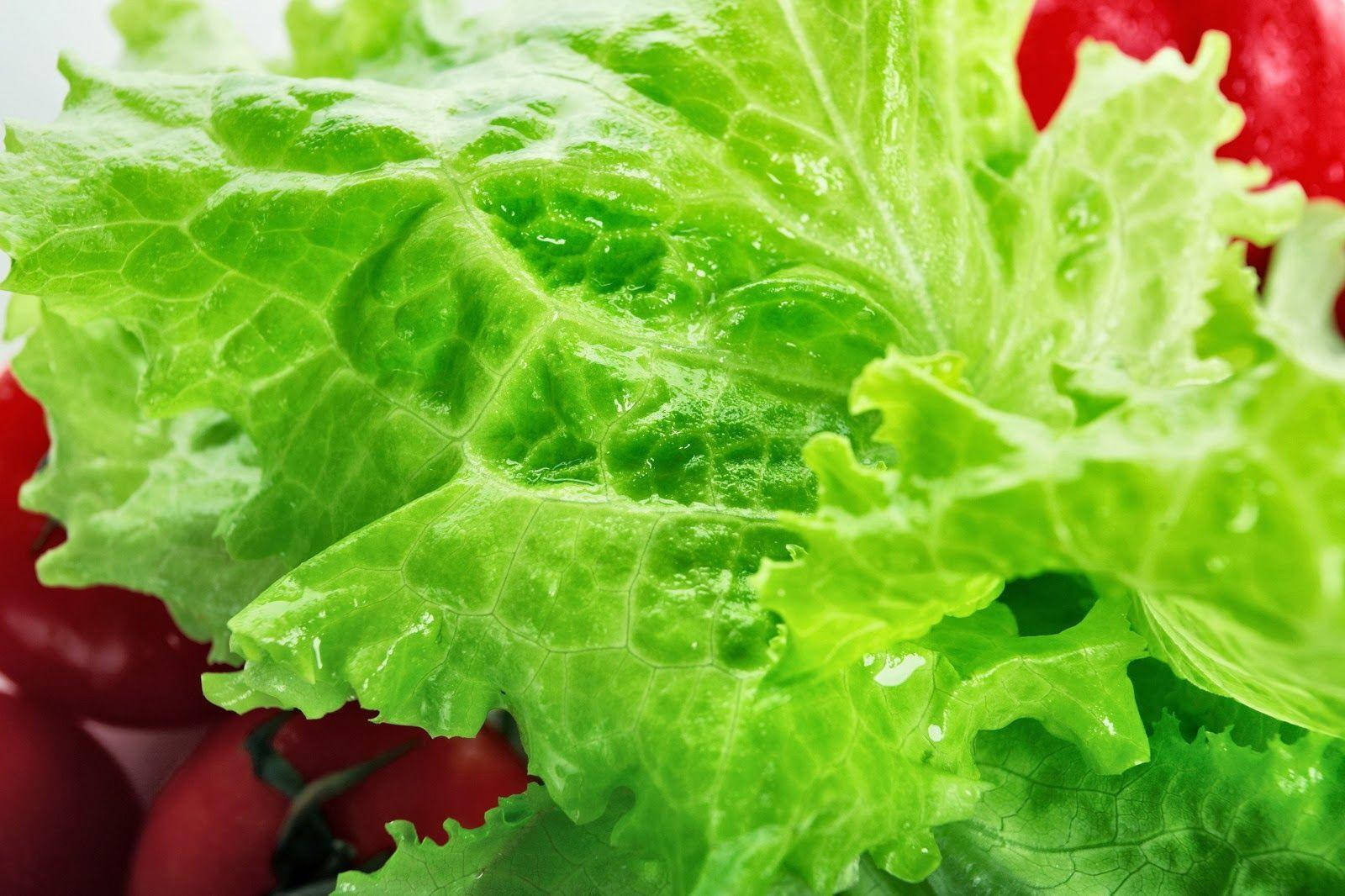 Water Droplets Lettuce Background