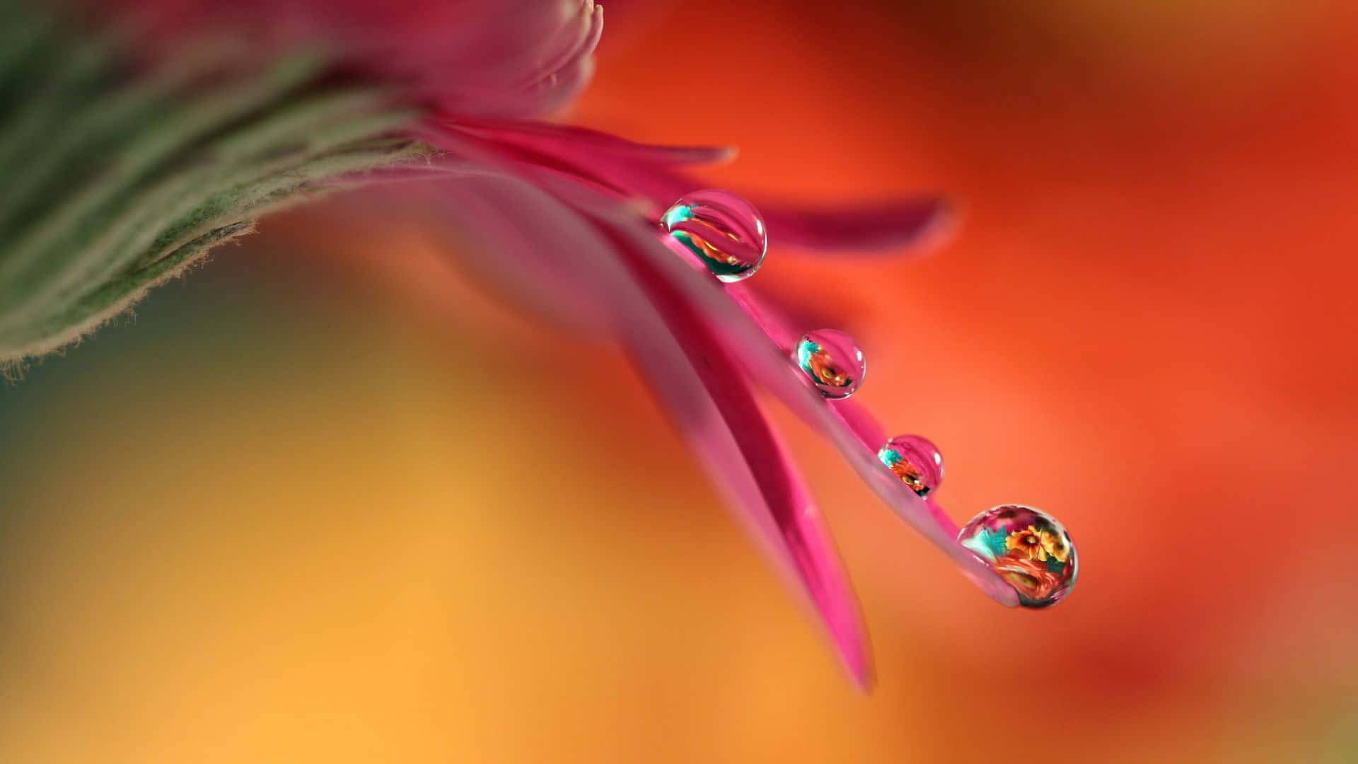 Water Droplets On A Flower Background