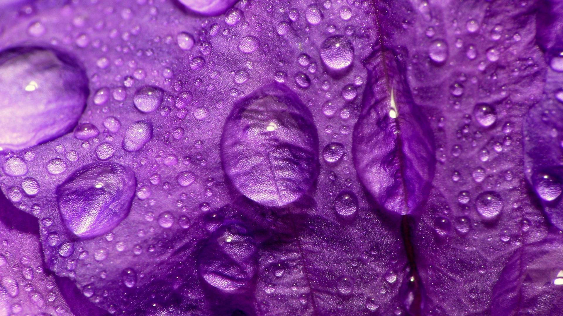 Water Droplets On A Purple Flower Laptop Background