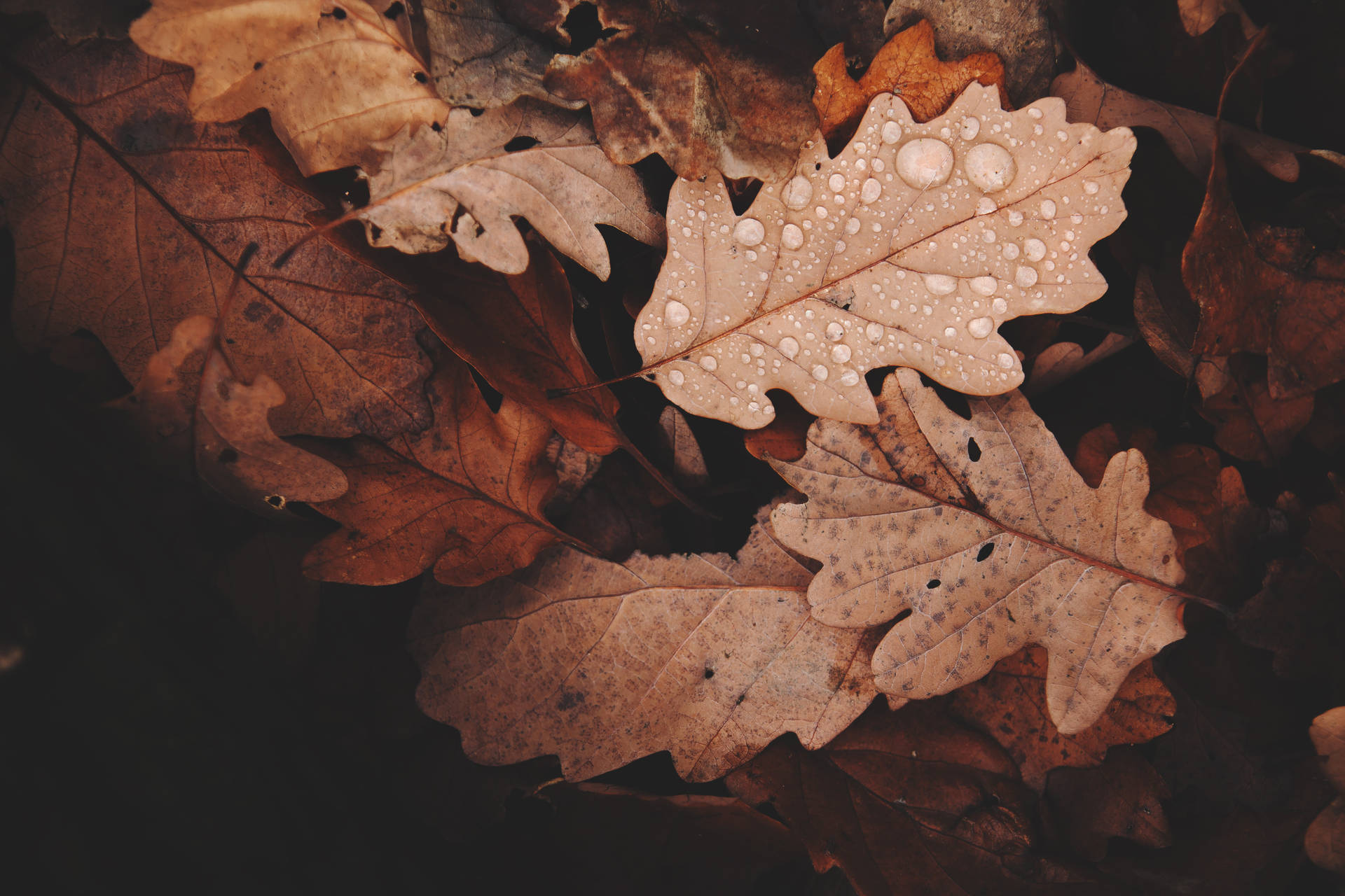 Water Droplets On Autumn Leaves Background
