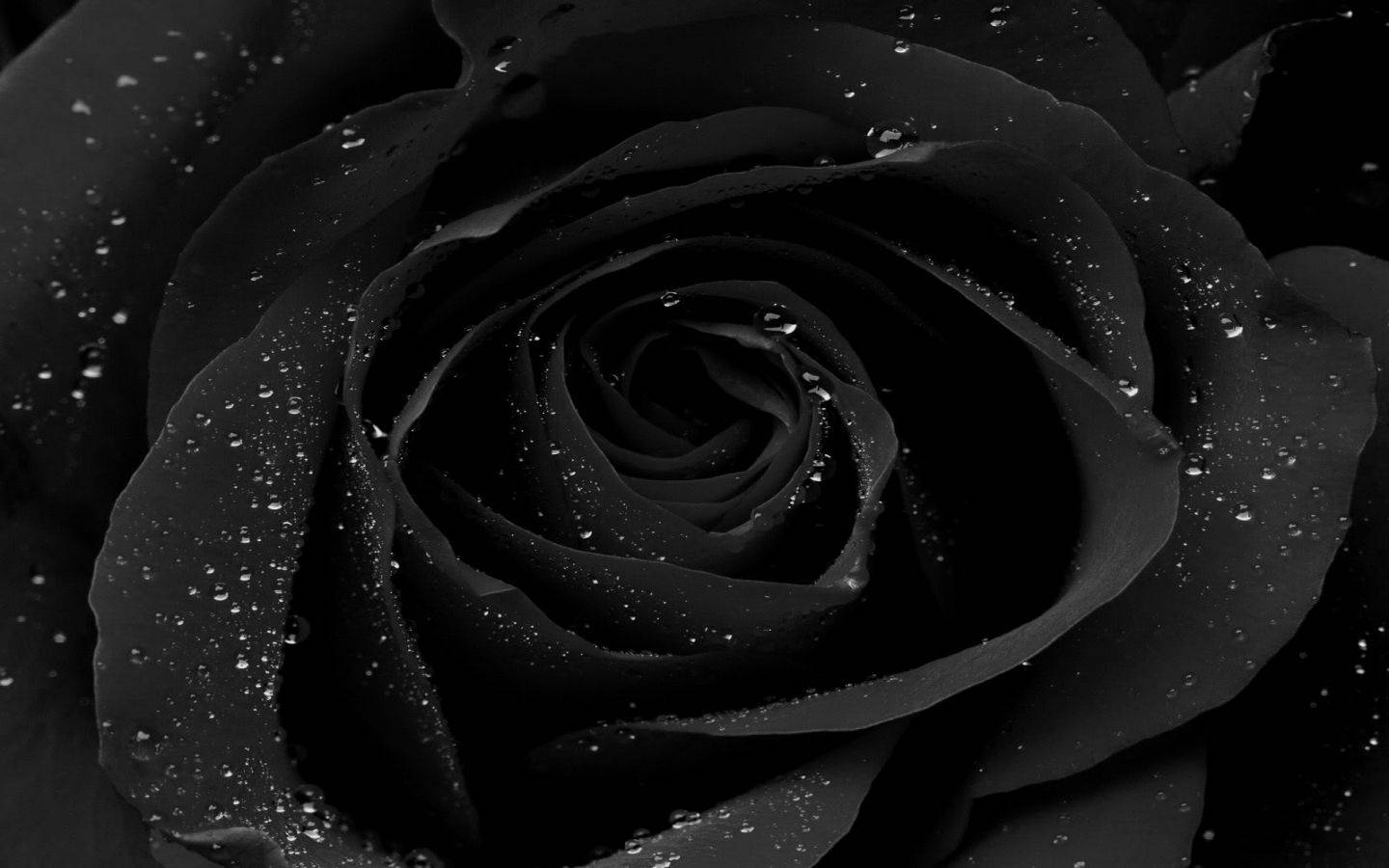 Water Droplets On Black Rose Background