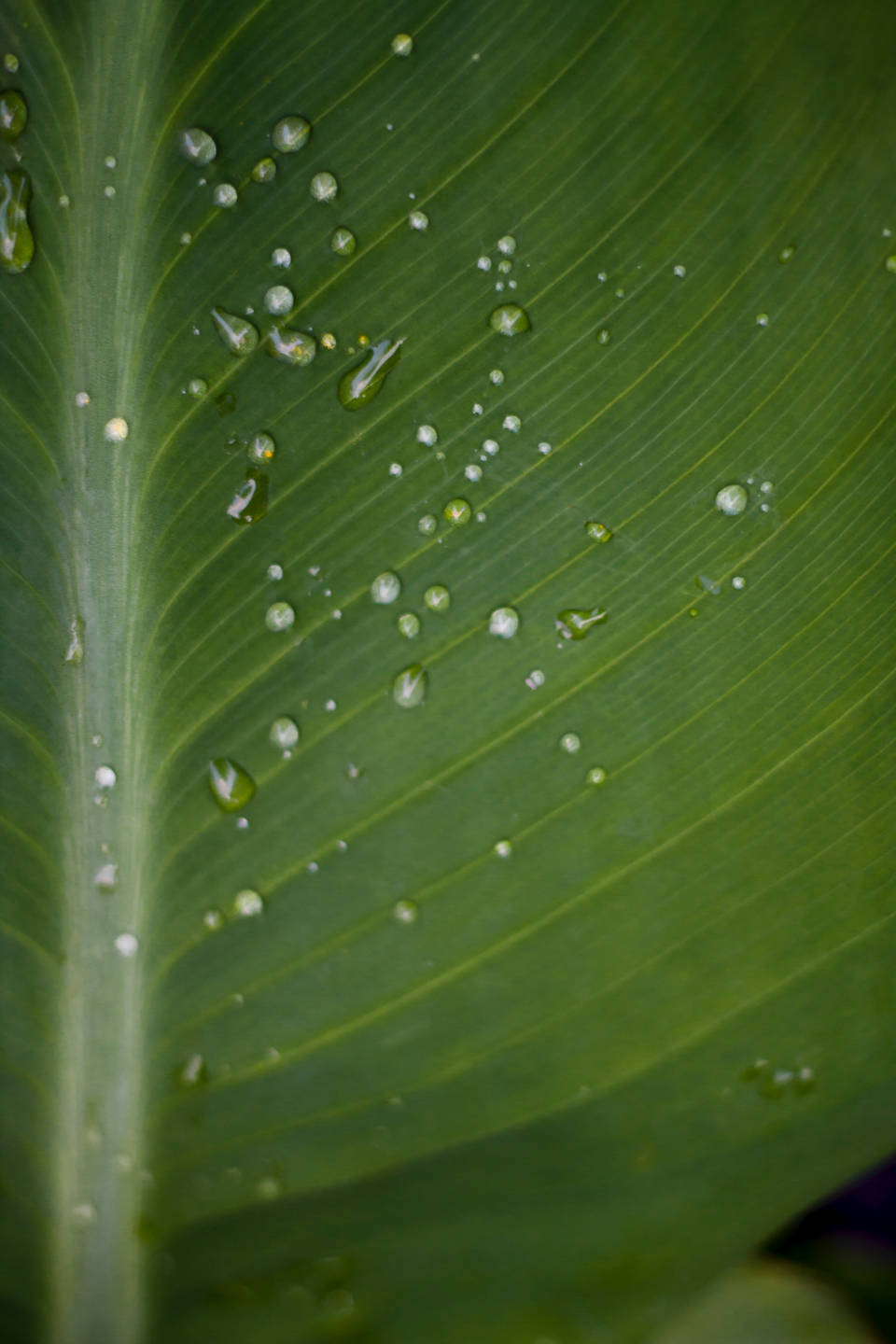 Water Droplets On Broad Leaf Background