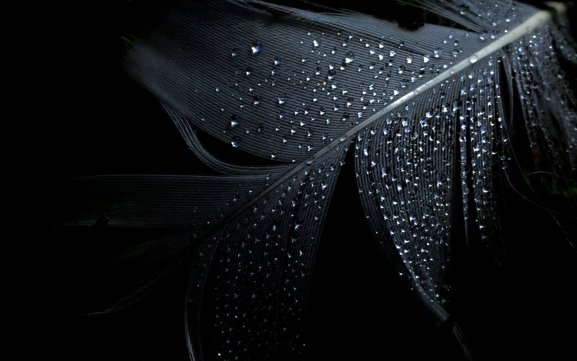 Water Droplets On Feather Black Desktop