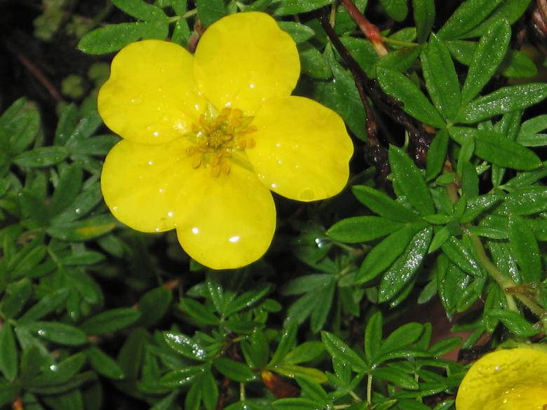 Water Droplets On Flower And Leaves Background