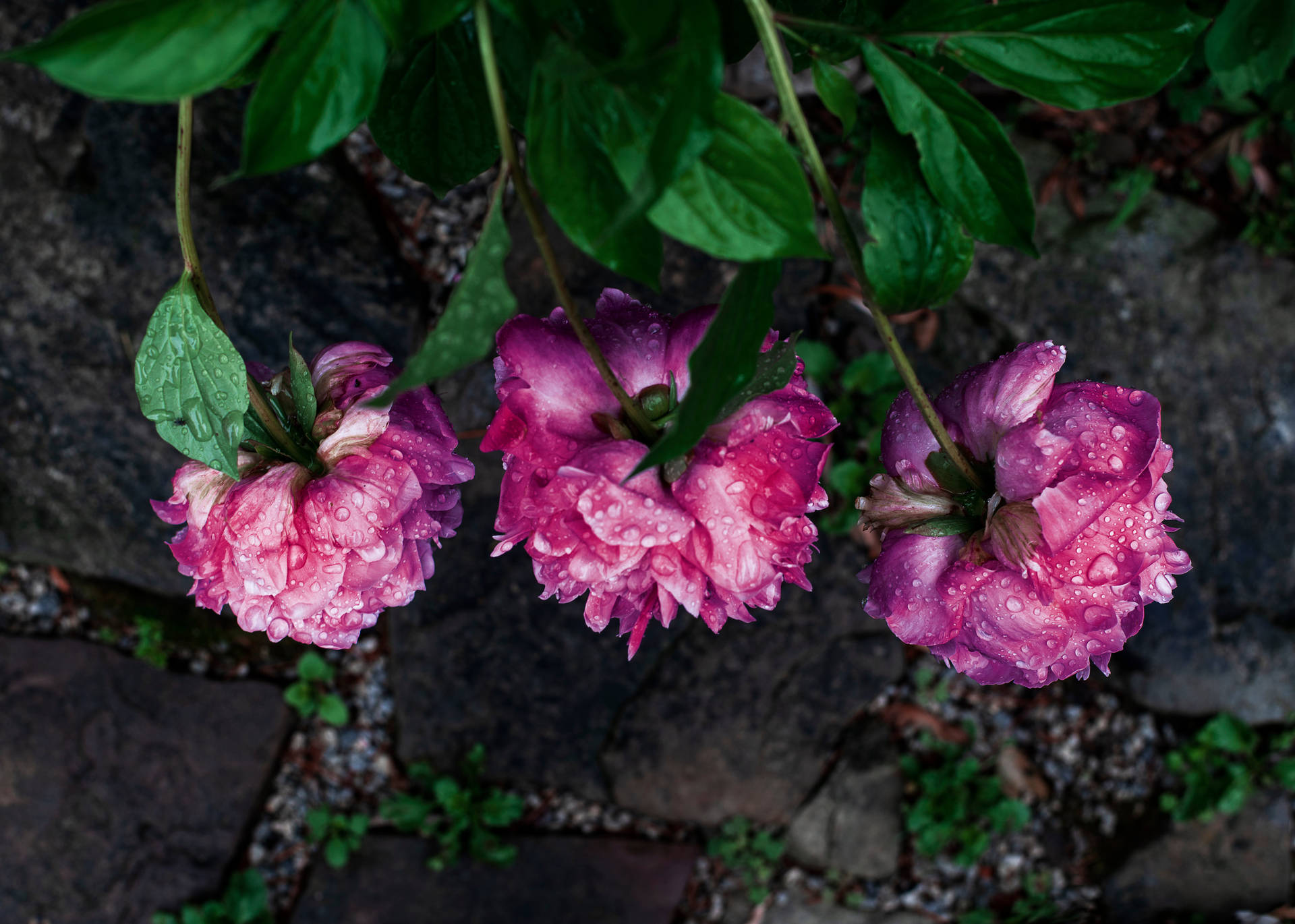 Water Droplets On Flowers Background