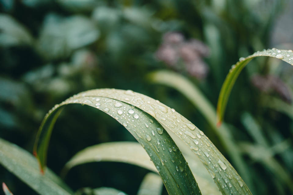 Water Droplets On Garden Plants Background