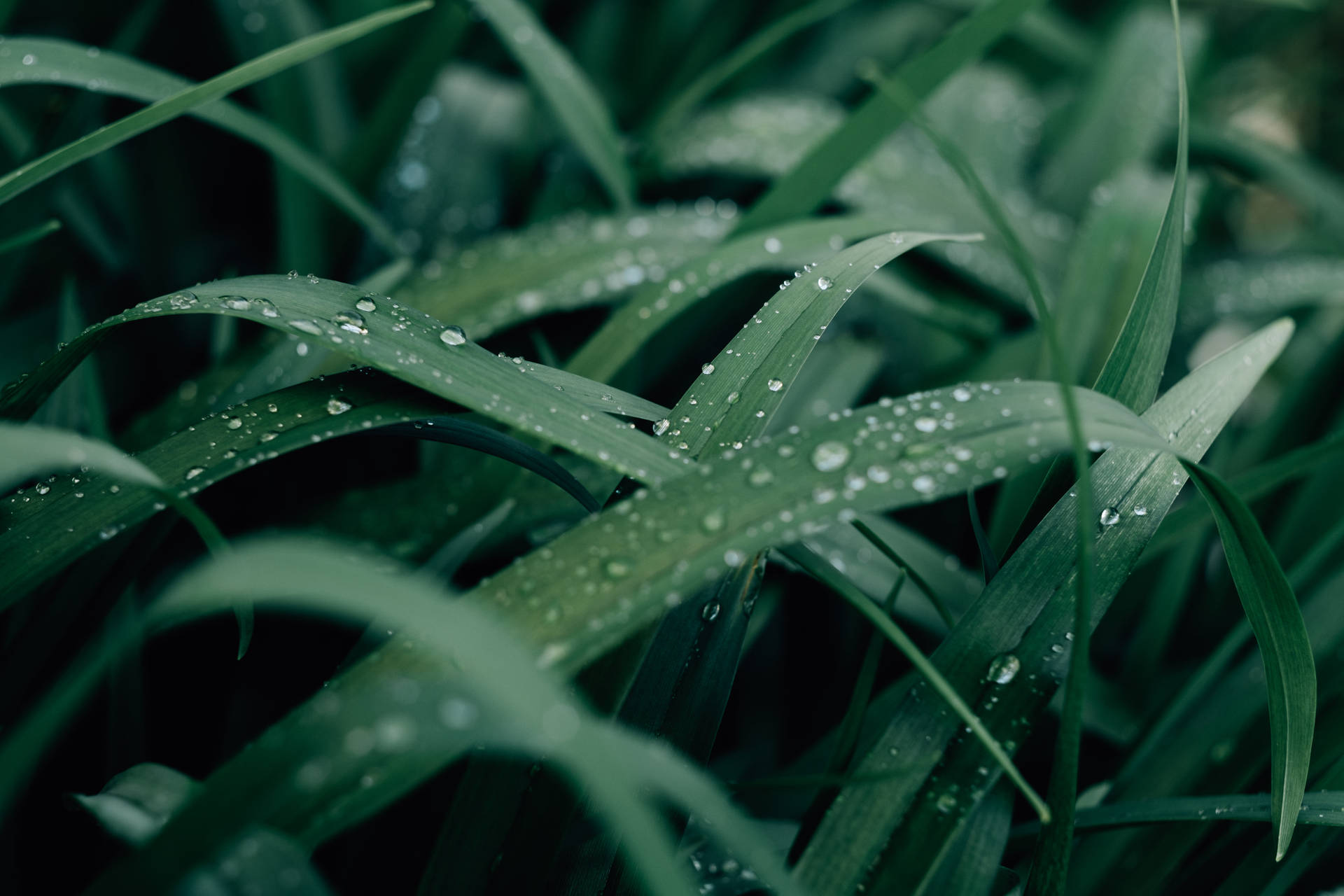 Water Droplets On Grass Background