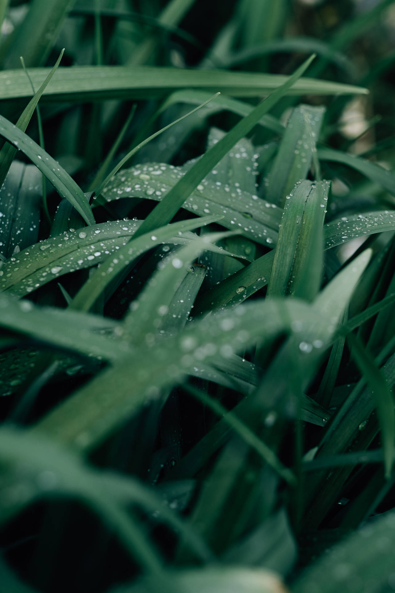 Water Droplets On Grass Background