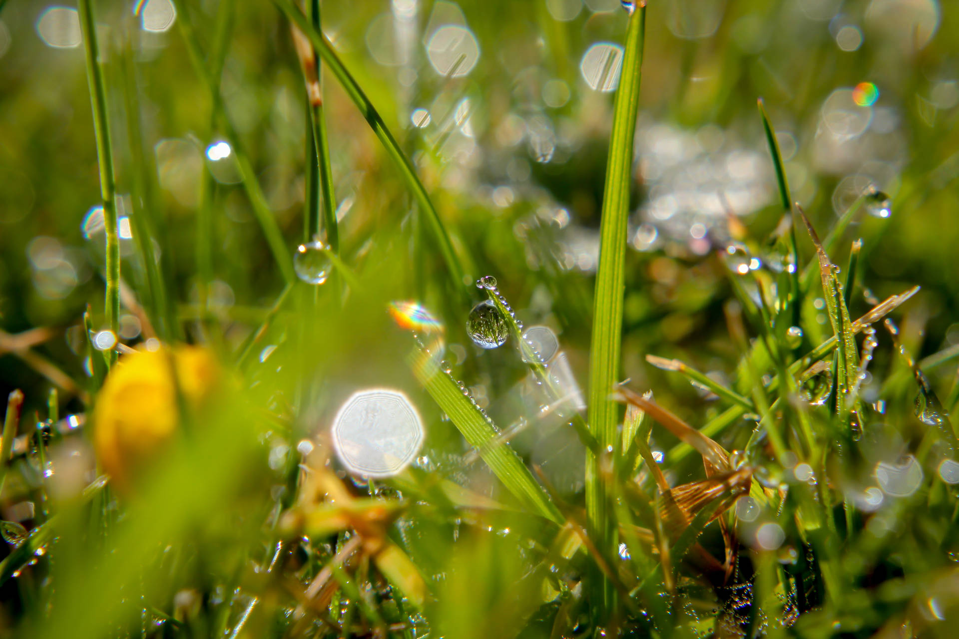 Water Droplets On Grass Background