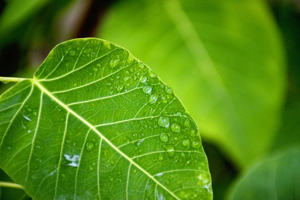 Water Droplets On Green Leaf Background