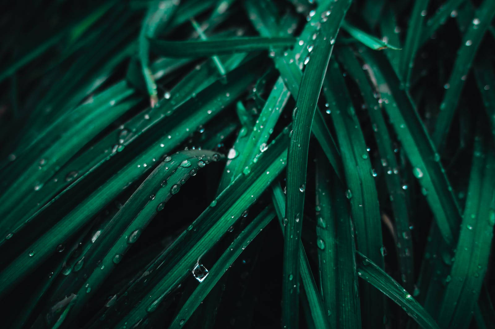 Water Droplets On Leaf Background