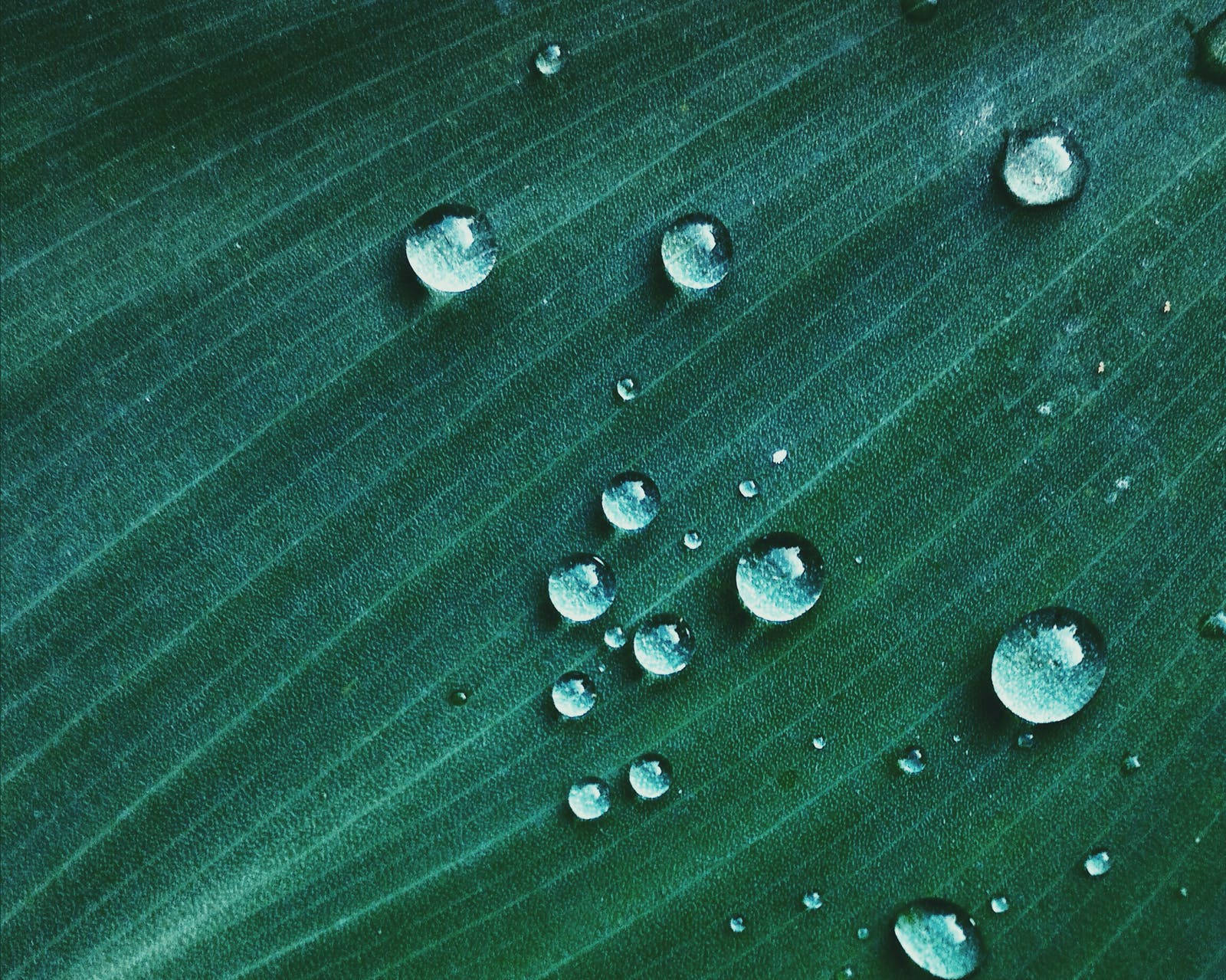 Water Droplets On Leaf Background