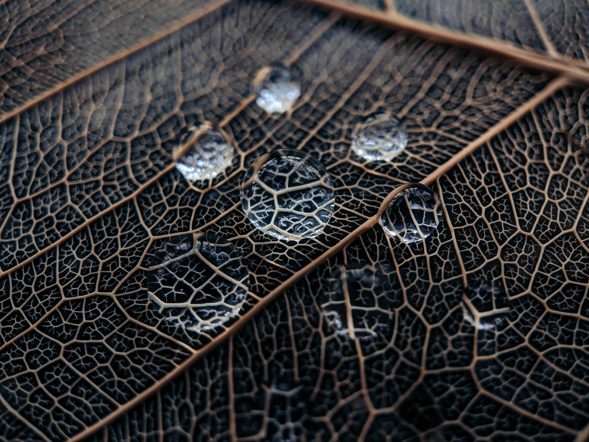 Water Droplets On Leaf Background