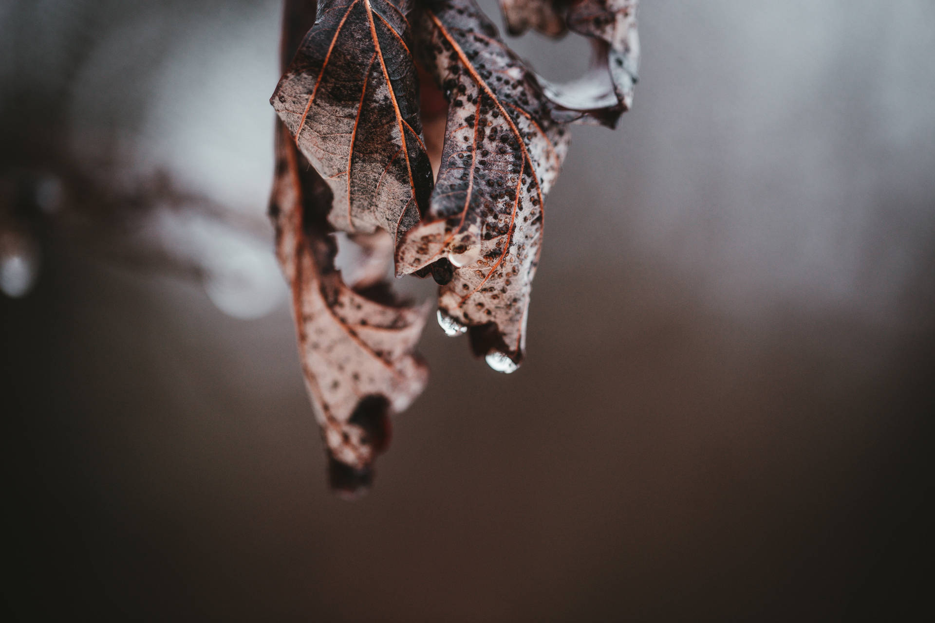 Water Droplets On Leaf Background