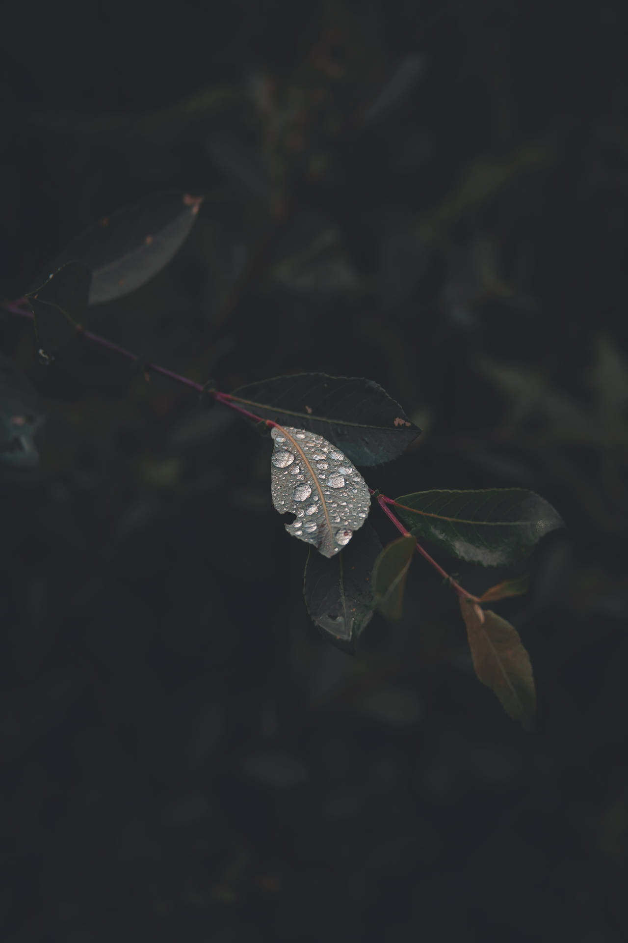 Water Droplets On Leaf Background