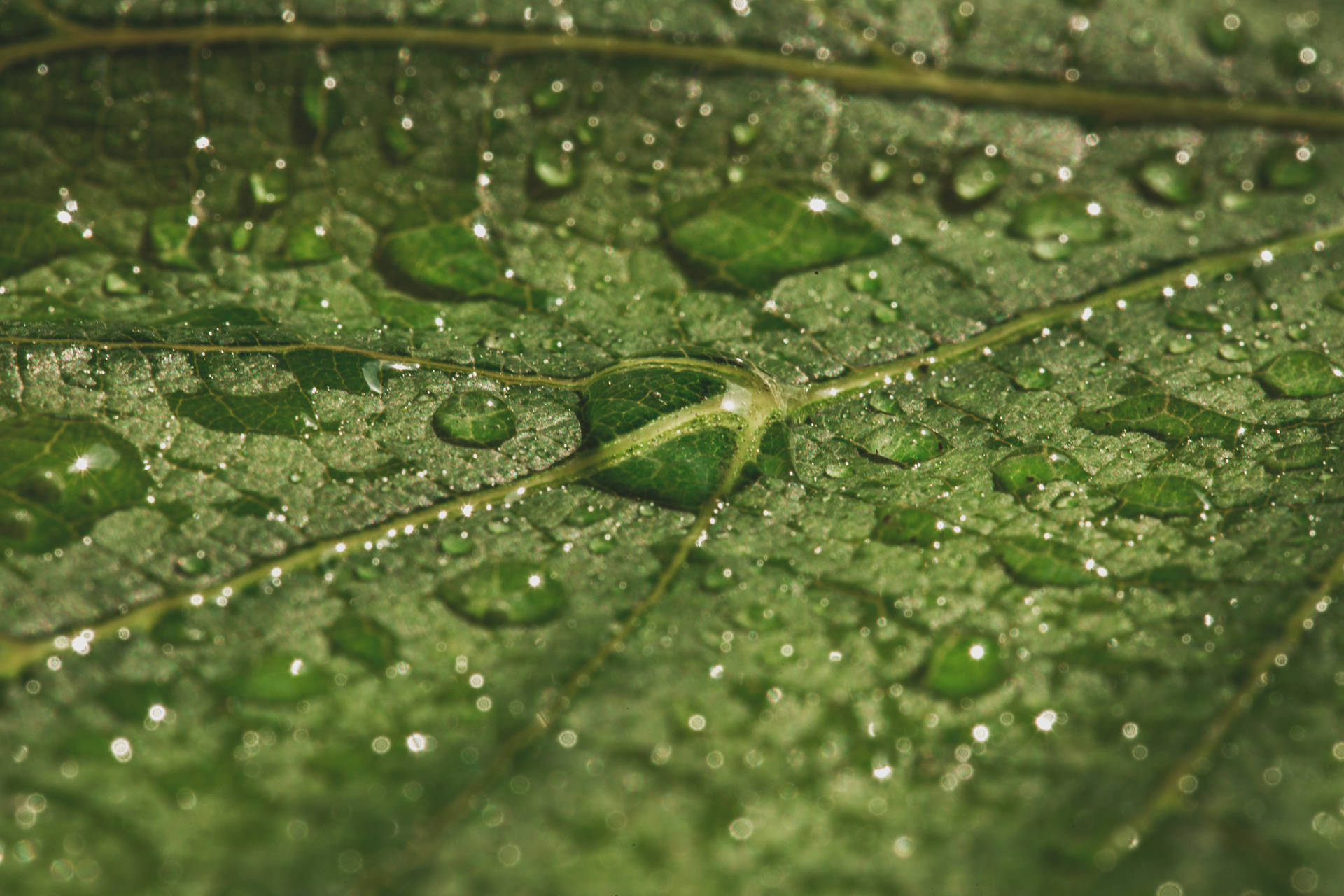 Water Droplets On Leaf Background