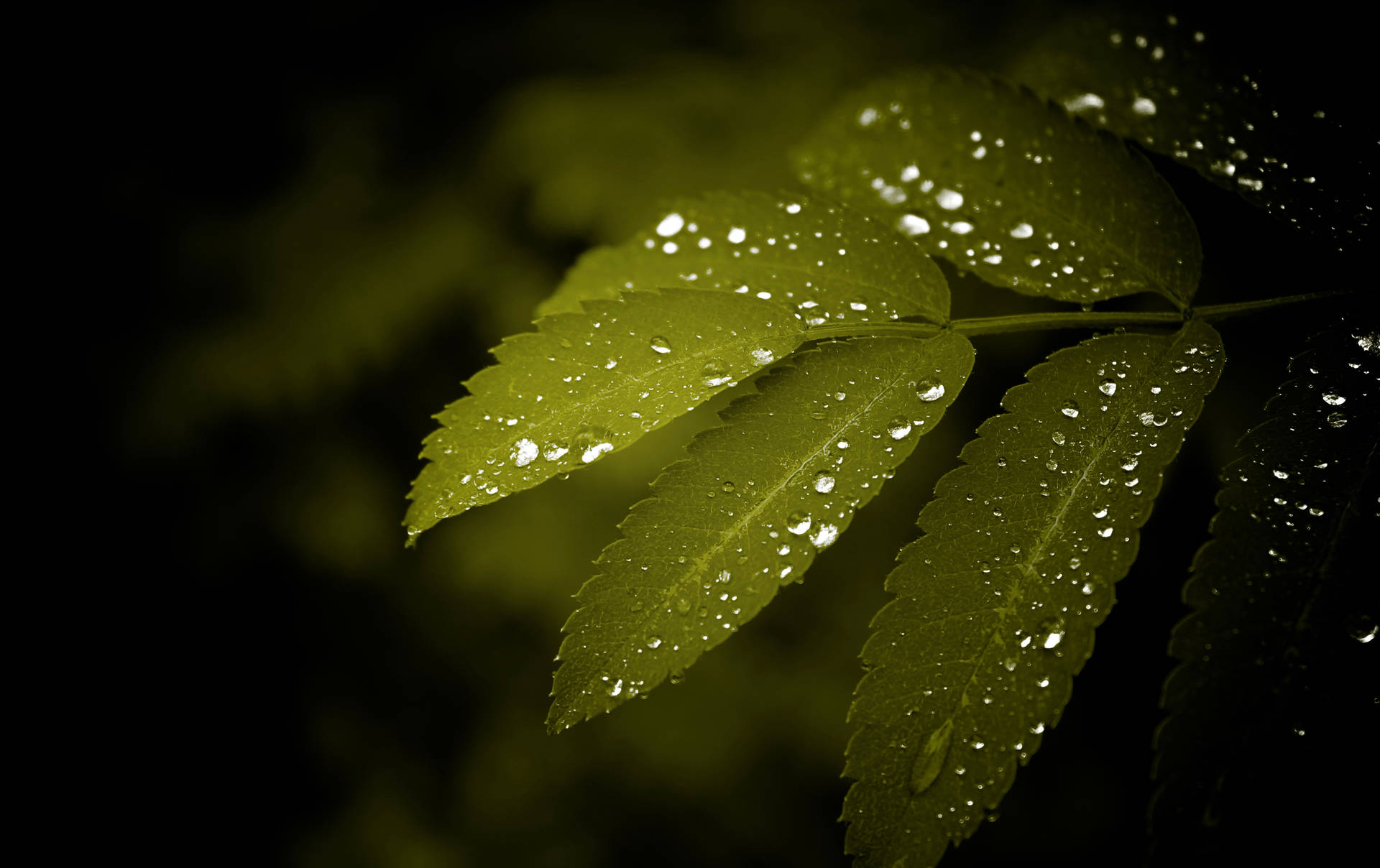 Water Droplets On Leaves Background