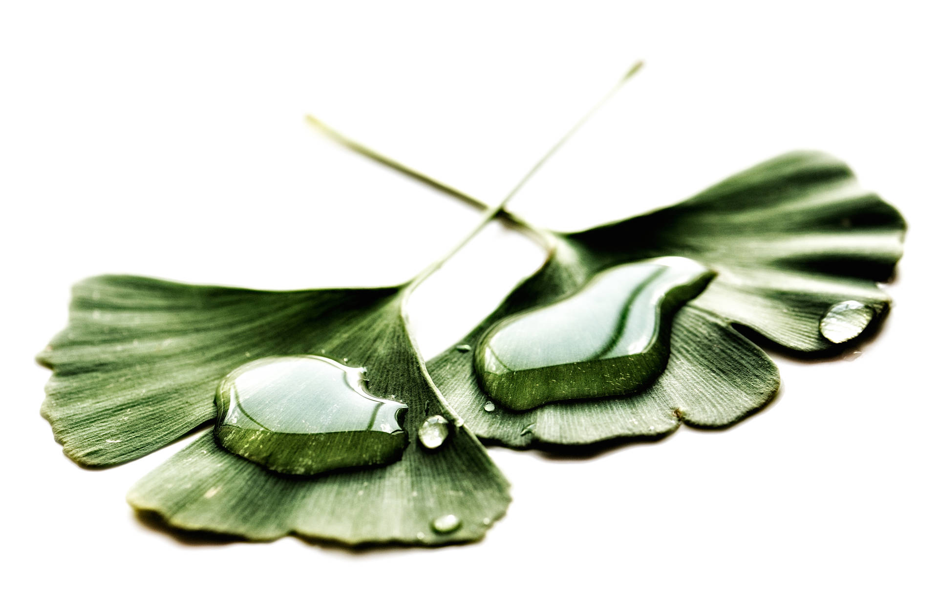 Water Droplets On Leaves