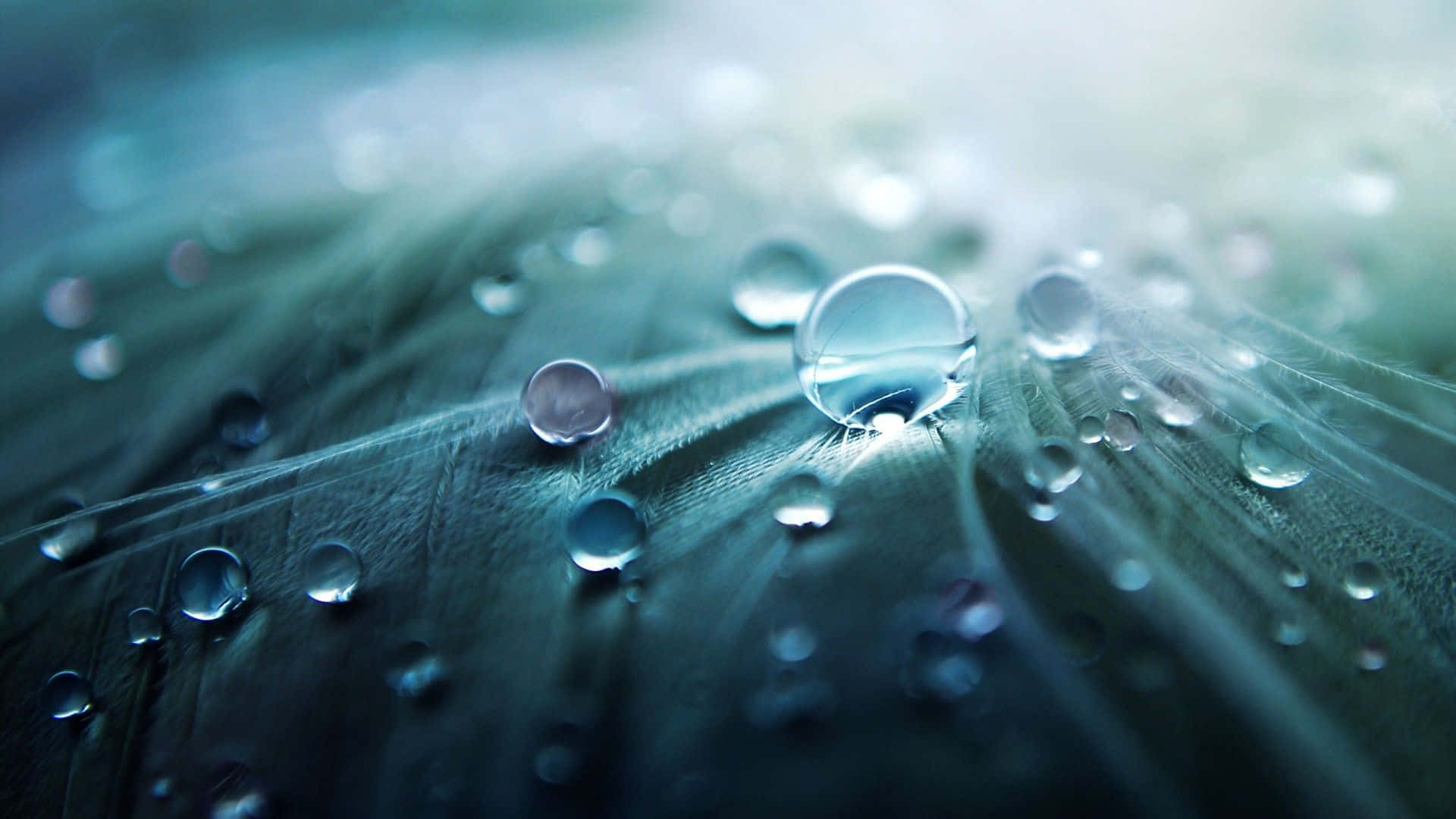 Water Droplets On Leaves Macro Shot 720p