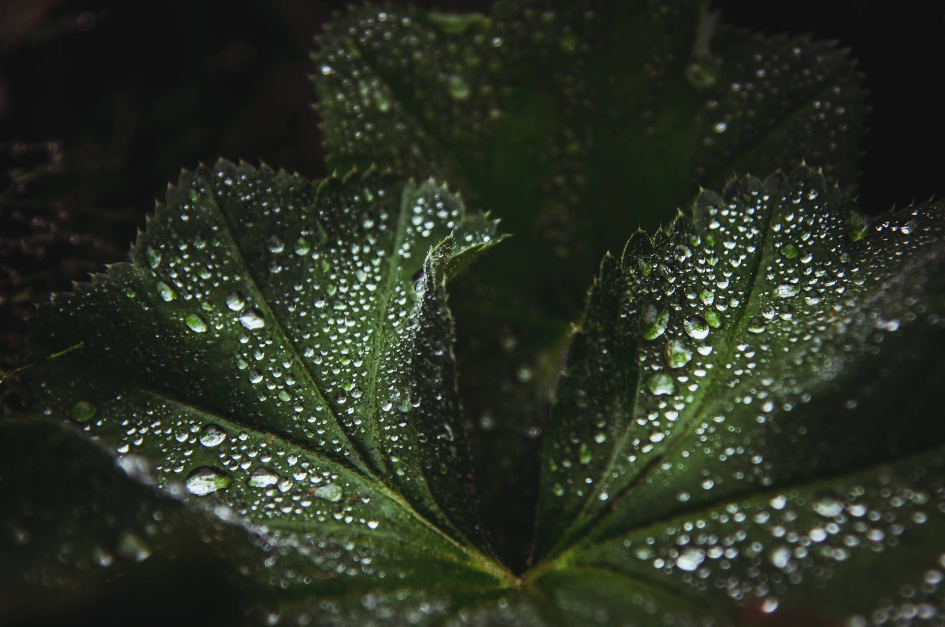Water Droplets On Leaves Background