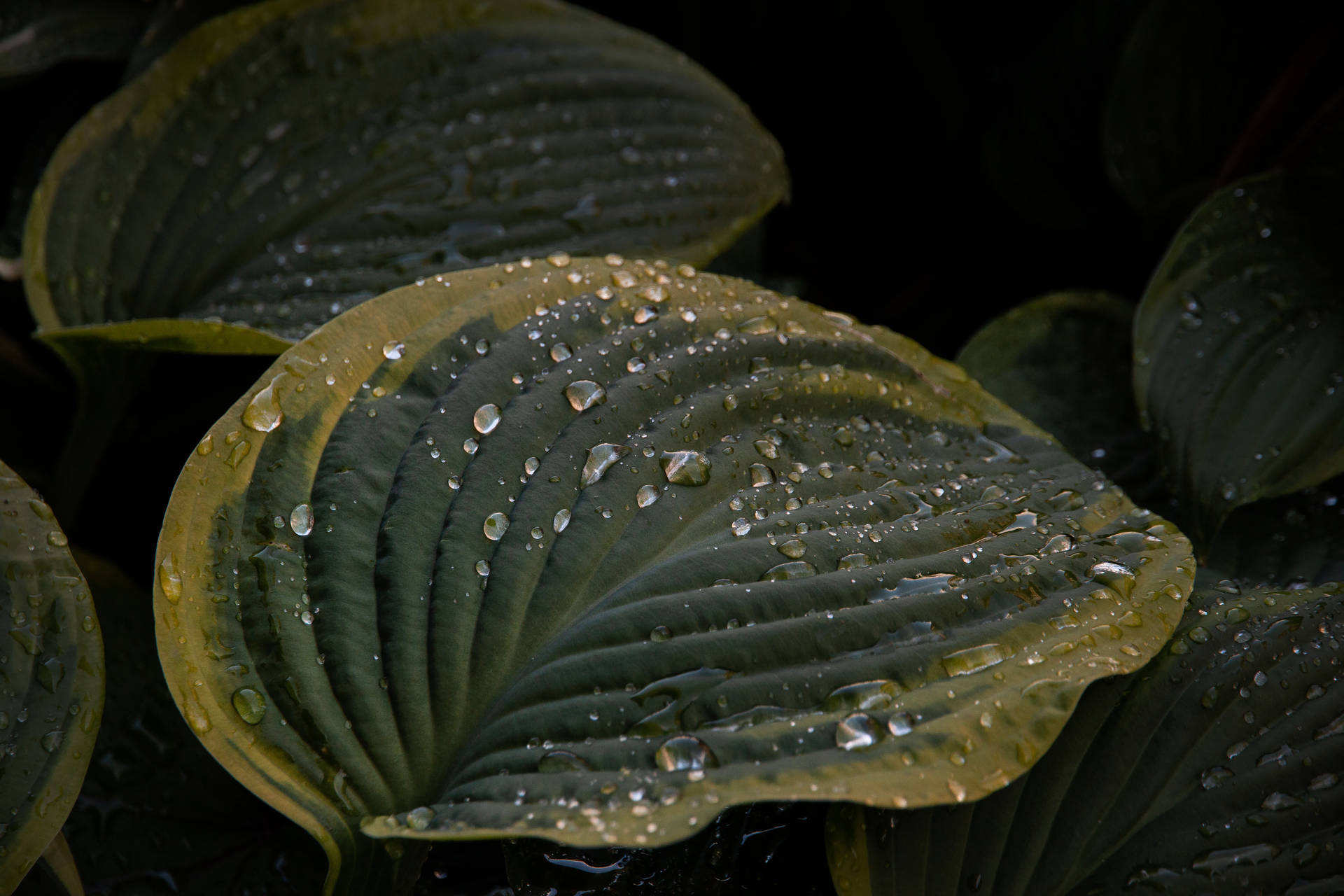 Water Droplets On Leaves. Background