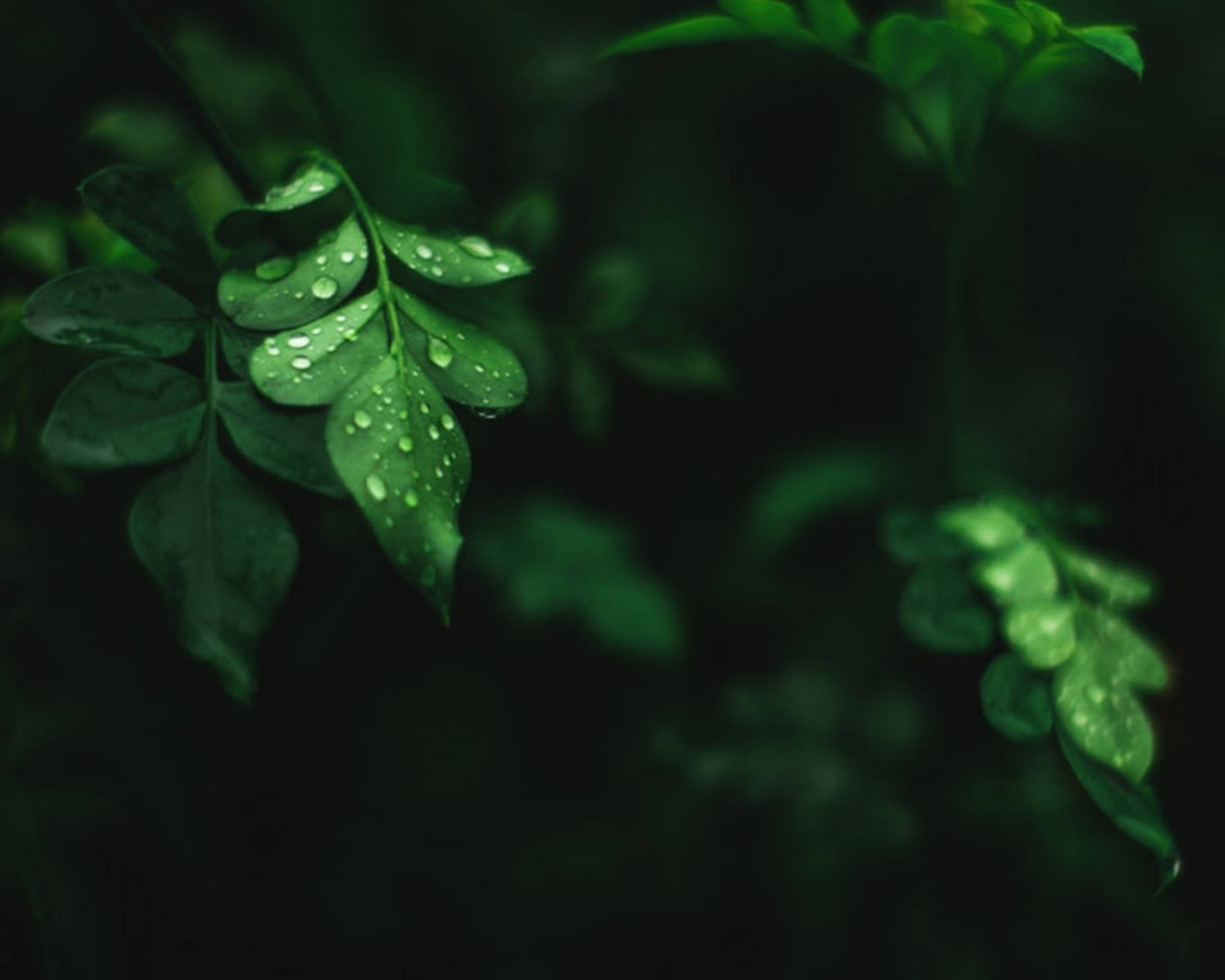 Water Droplets On Moringa Leaves Background