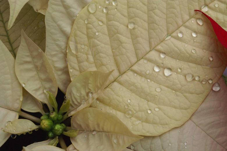 Water Droplets On Plants Background