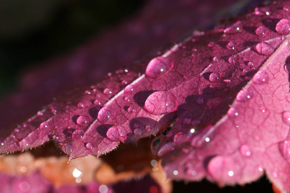 Water Droplets On Purple Leaf Background