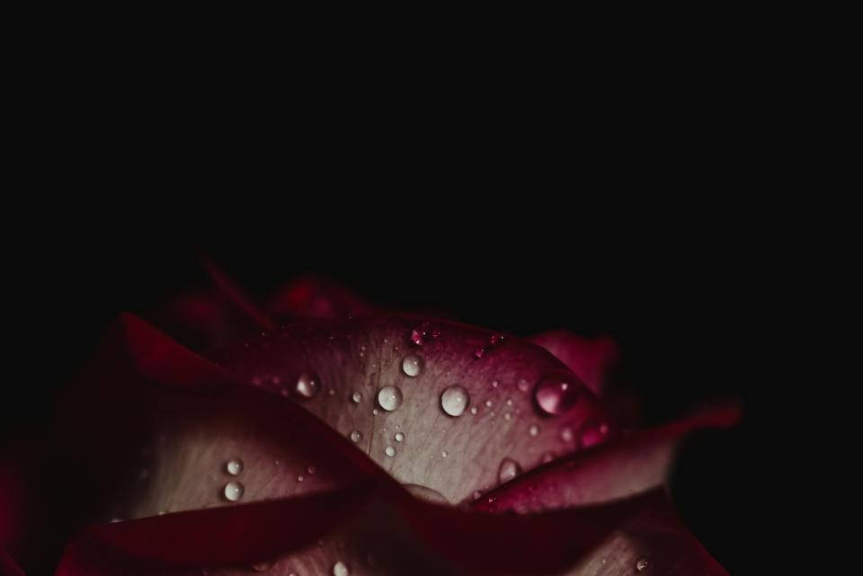Water Droplets On Rose Background