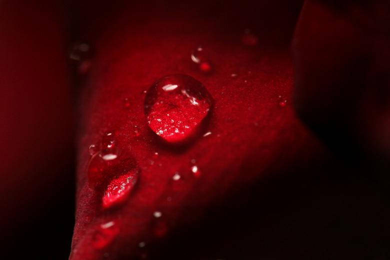 Water Droplets On Rose Petal