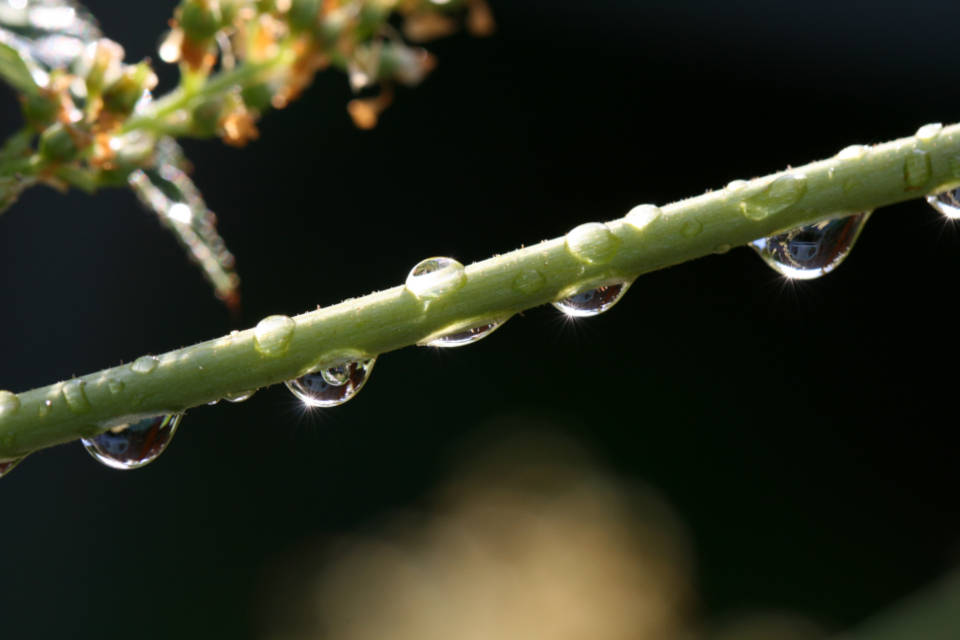 Water Droplets On Stem