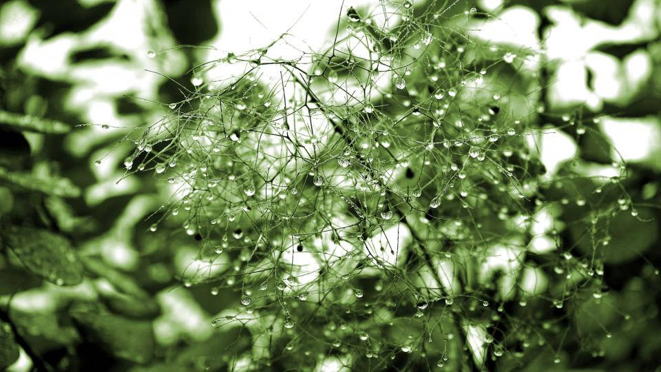 Water Droplets On Thin Branches Background