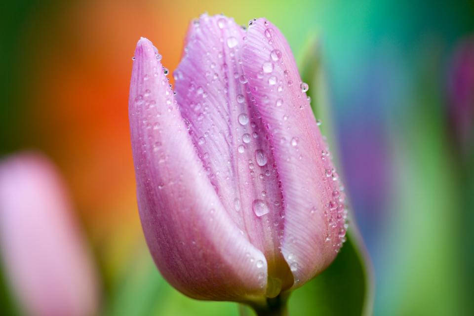 Water Droplets On Tulip Background