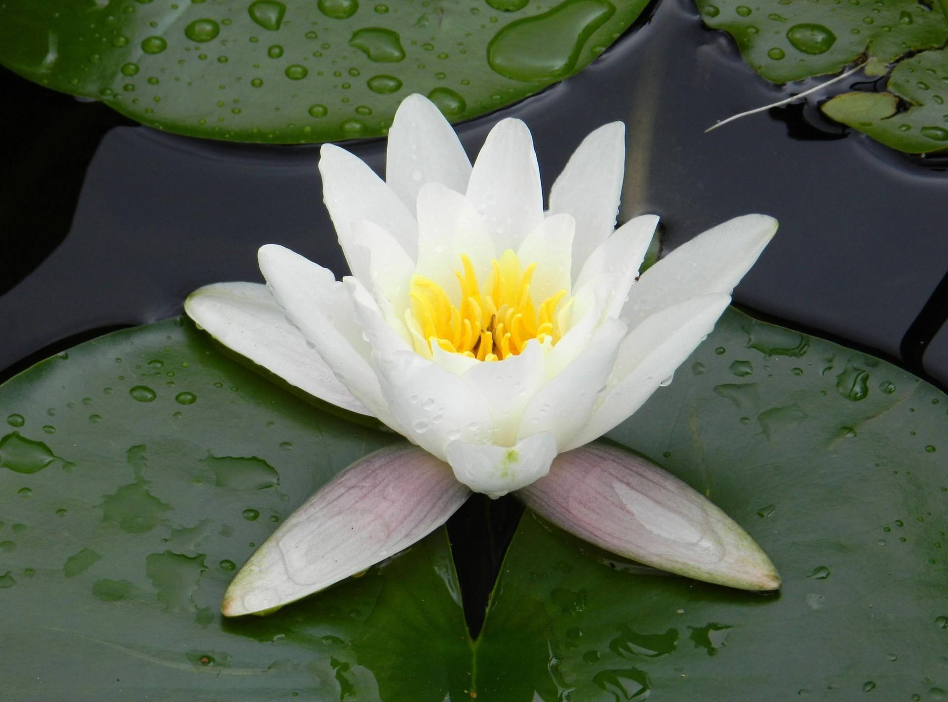 Water Droplets On Water Lily Background