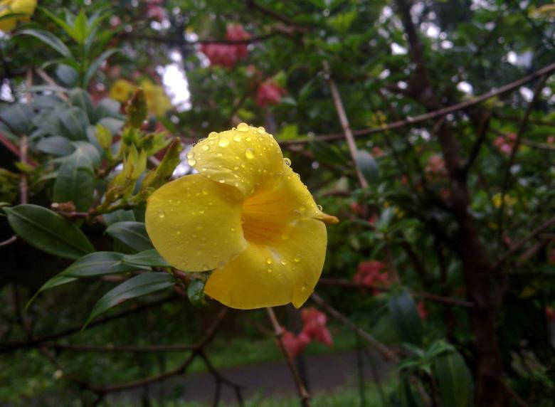 Water Droplets On Yellow Flower Background