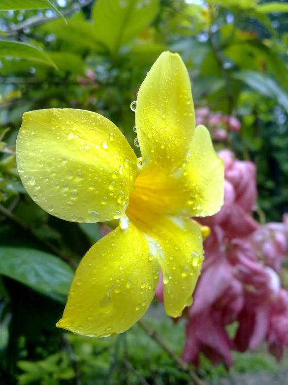 Water Droplets On Yellow Flower Background