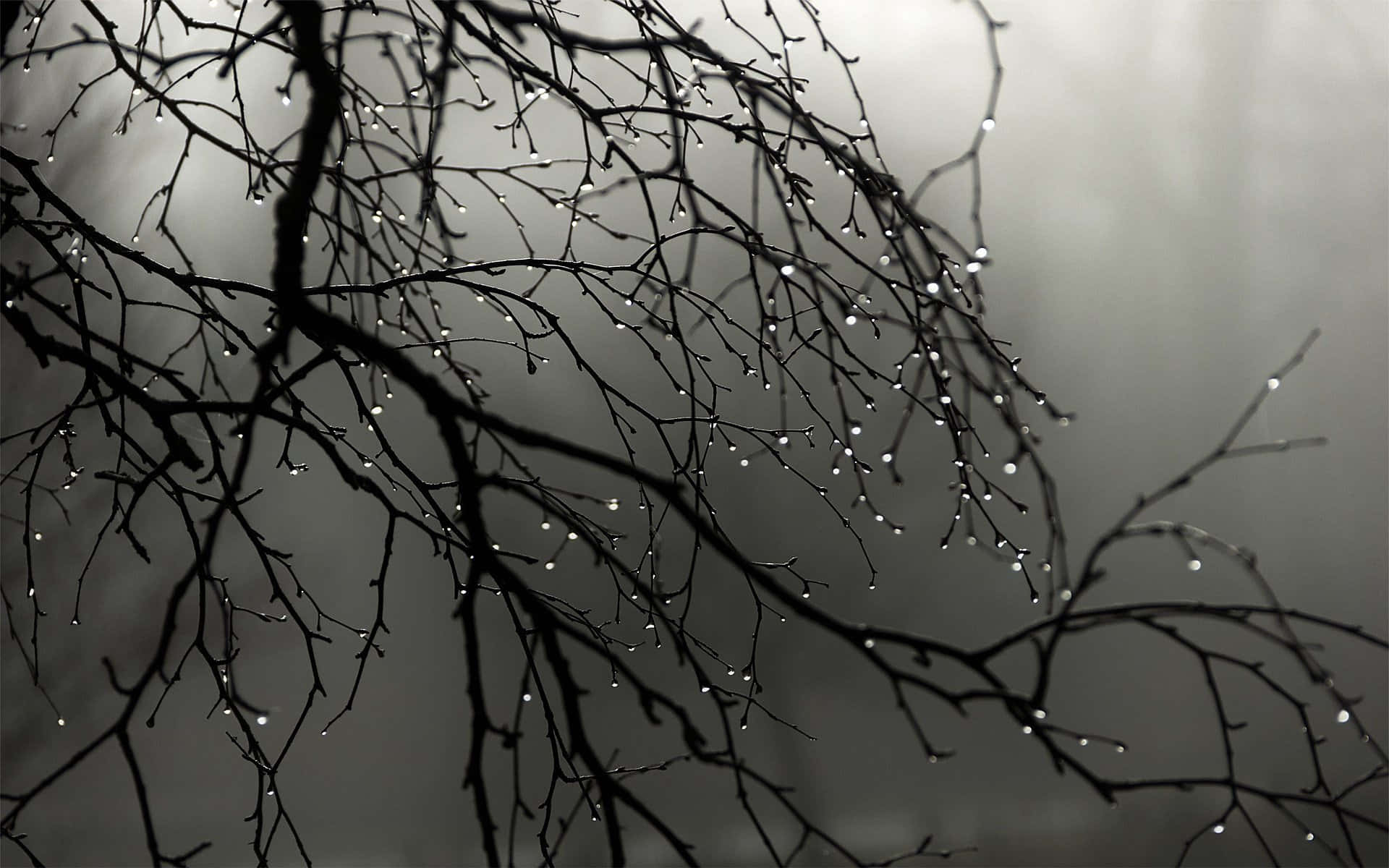 Water Drops In Grey Desktop Background