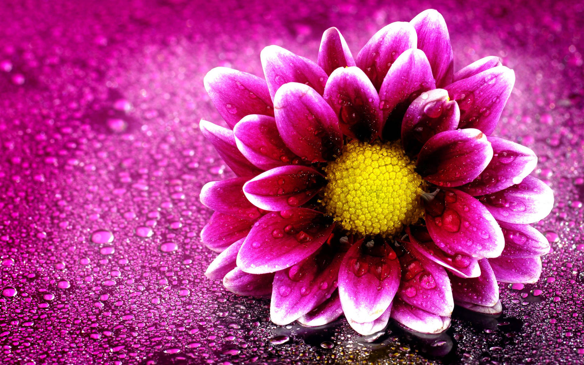 Water Drops On Cute Pink Flower Background