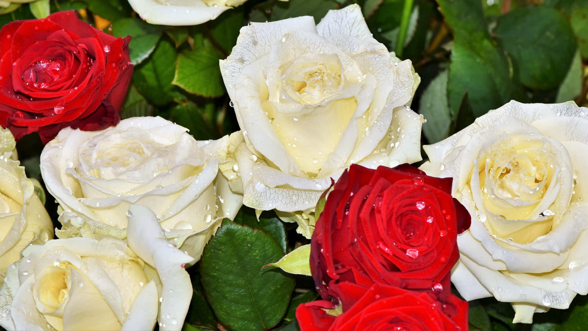 Water Drops On Red And White Roses Background